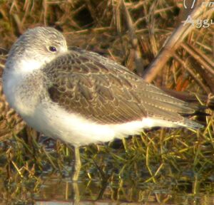 Common Greenshank