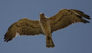 Short-toed Snake Eagle