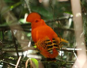 Coq-de-roche orange