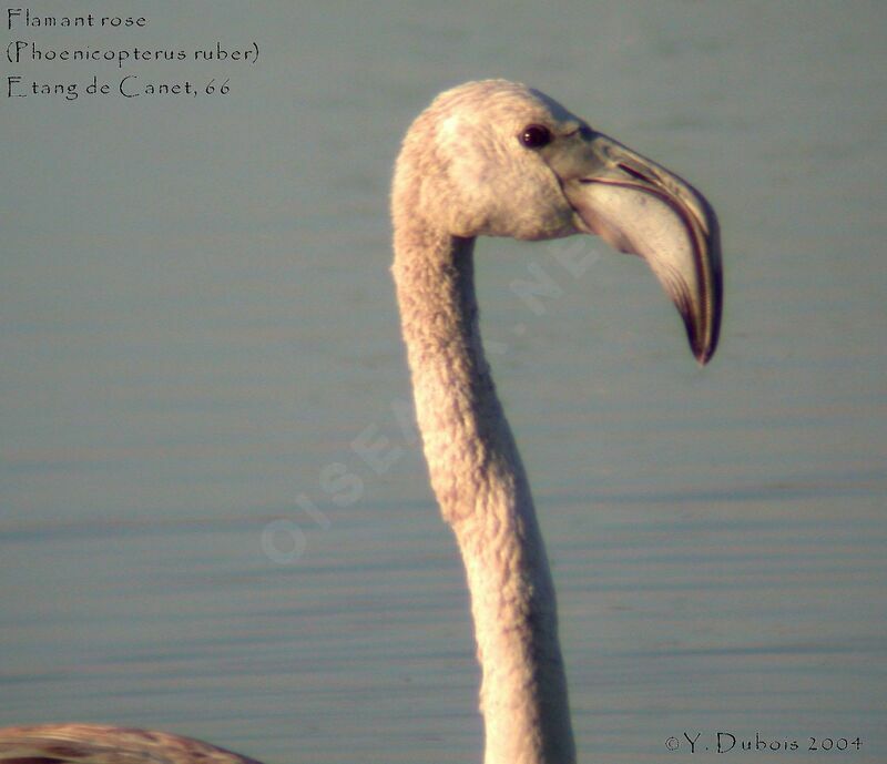 Greater Flamingojuvenile