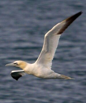 Northern Gannet