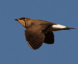 Oriental Pratincole