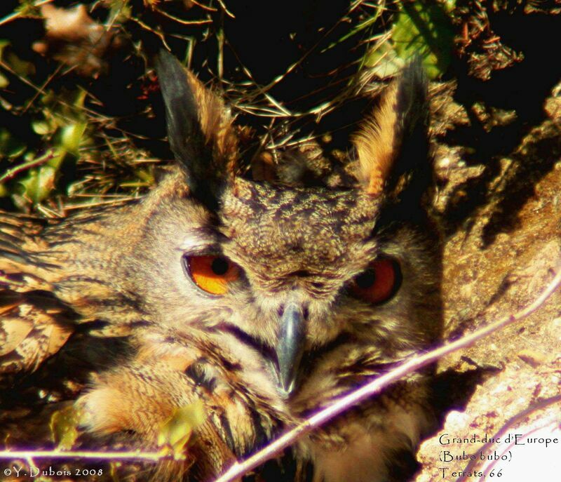 Eurasian Eagle-Owl female