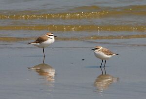 Kentish Plover