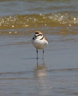 Kentish Plover
