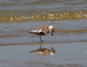 Kentish Plover