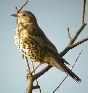 Mistle Thrush