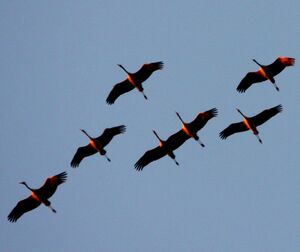 Common Crane