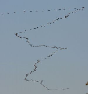 Common Crane