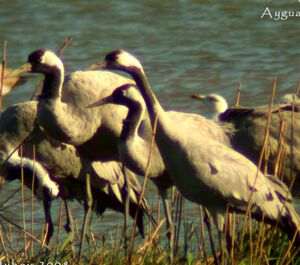 Common Crane