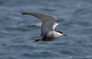 Whiskered Tern