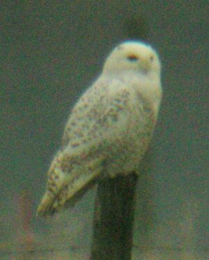 Harfang des neiges