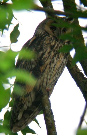 Hibou moyen-duc