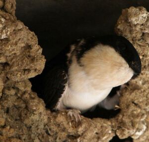 Hirondelle de fen�tre