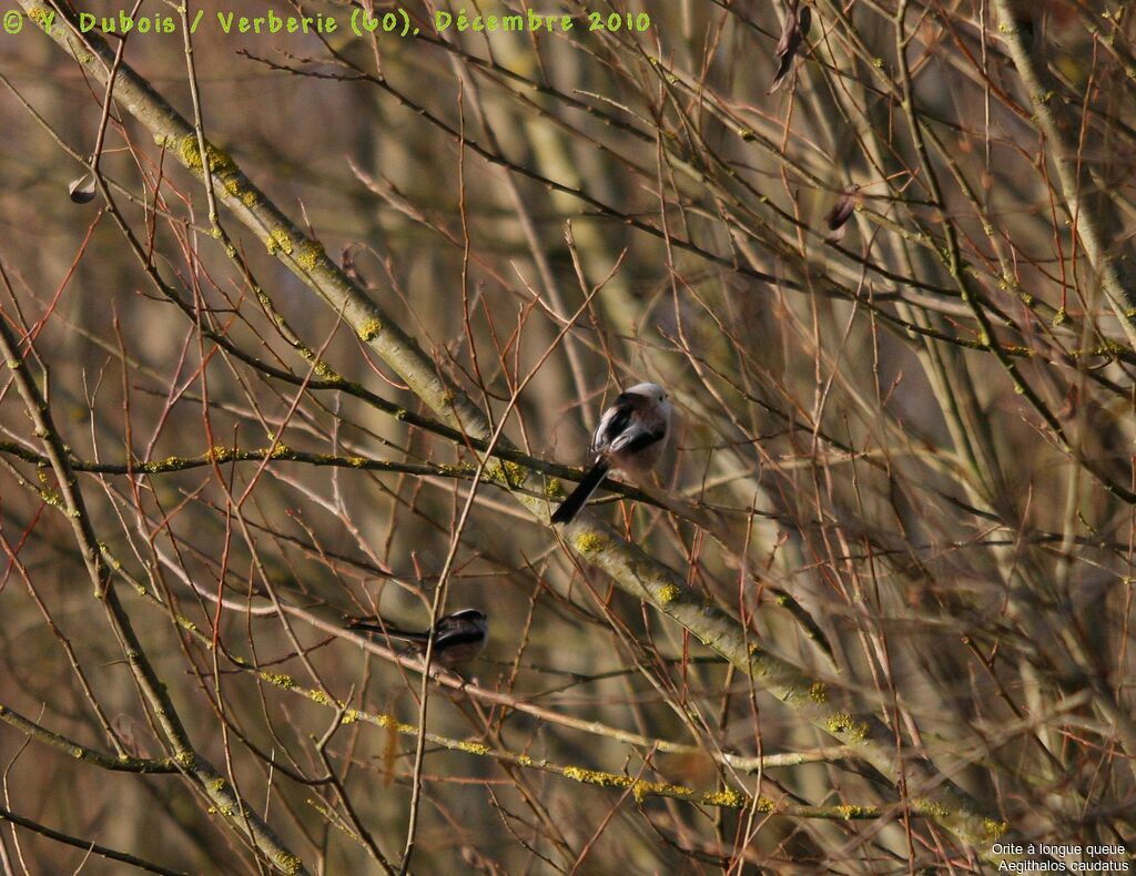 Mésange à longue queue - Aegithalos caudatus