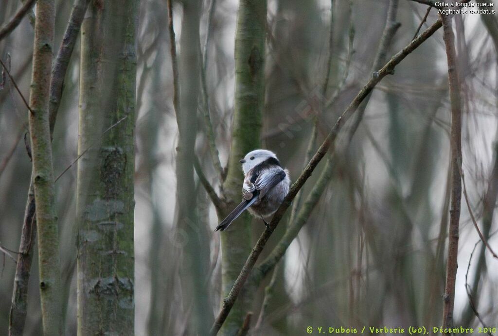 Mésange à longue queue - Aegithalos caudatus