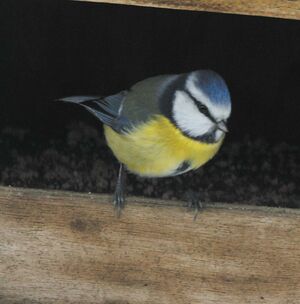 Eurasian Blue Tit