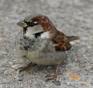 House Sparrow 
&copy; Yves Dubois