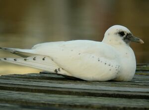 Ivory Gull