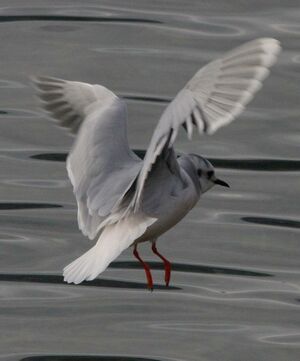 Mouette pygmée