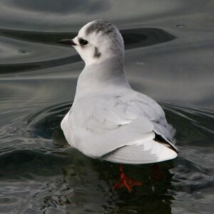 Little Gull 
&copy; Yves Dubois