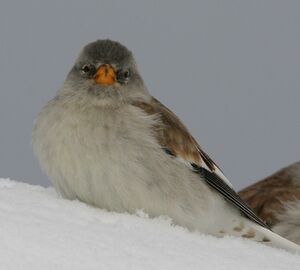 White-winged Snowfinch
