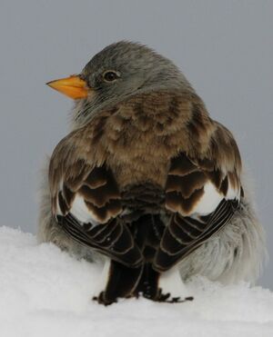 White-winged Snowfinch