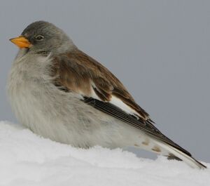 White-winged Snowfinch