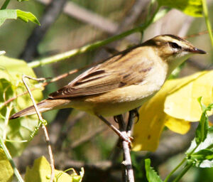 Sedge Warbler