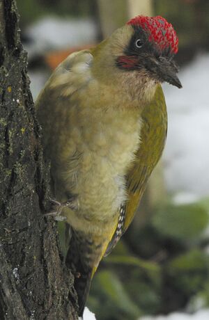 European Green Woodpecker 
&copy; Yves Dubois