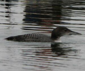 Plongeon imbrin
