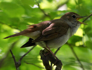 Common Nightingale 
&copy; Yves Dubois