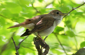 Common Nightingale 
&copy; Yves Dubois