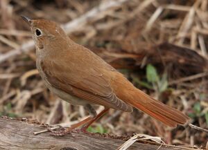 Common Nightingale 
&copy; Yves Dubois