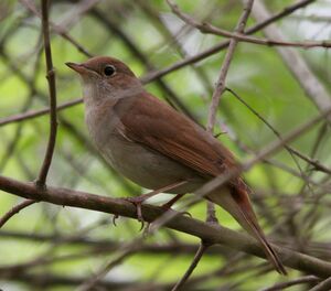 Common Nightingale 
&copy; Yves Dubois