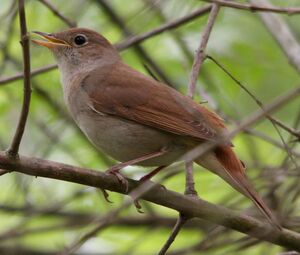 Common Nightingale 
&copy; Yves Dubois