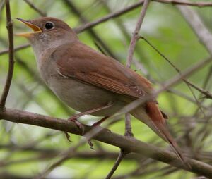 Common Nightingale 
&copy; Yves Dubois