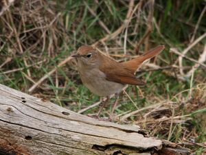 Common Nightingale 
&copy; Yves Dubois