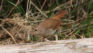 Common Nightingale 
&copy; Yves Dubois