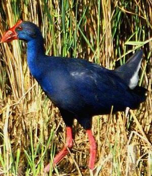Purple Swamphen