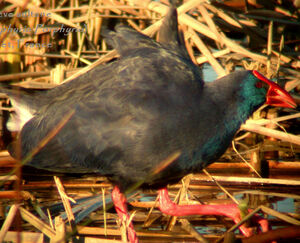 Purple Swamphen