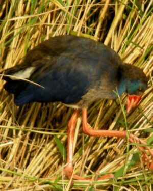 Purple Swamphen