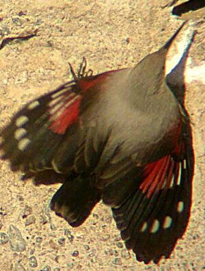 Wallcreeper