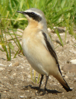 Northern Wheatear