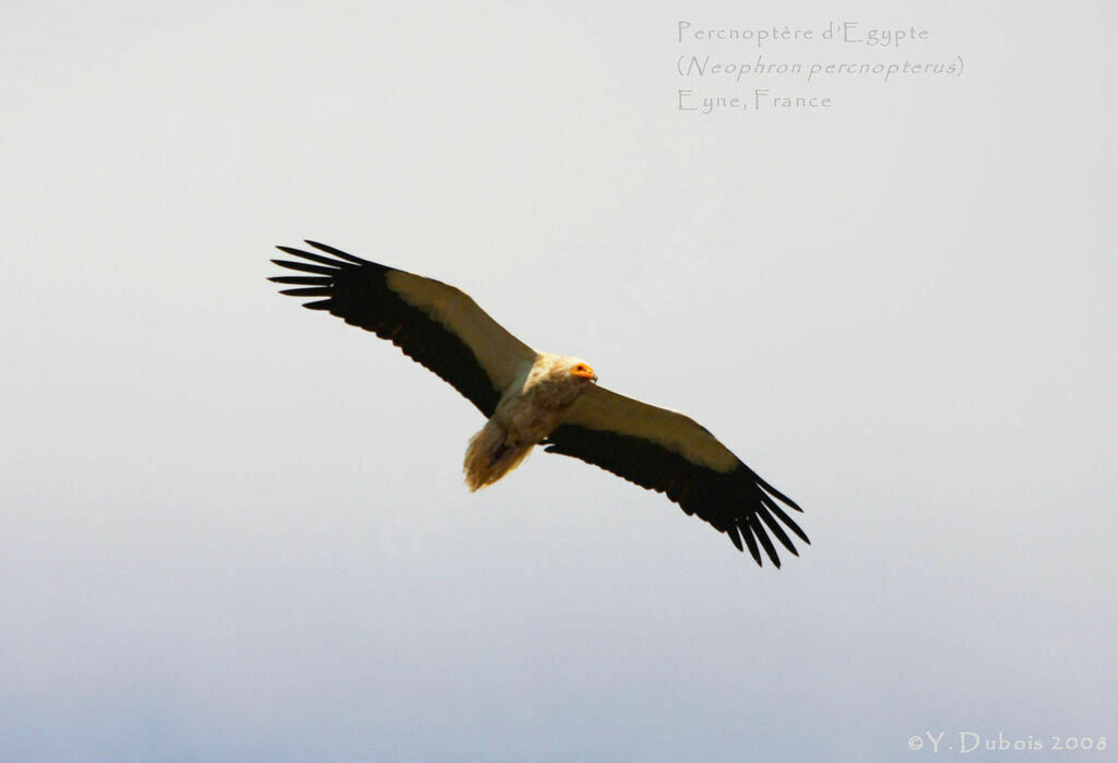 Vautour percnoptère - Neophron percnopterus