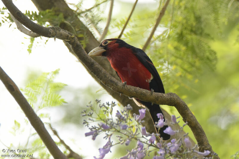 Double-toothed Barbet