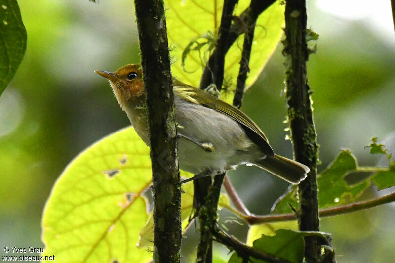 Red-faced Woodland Warbler