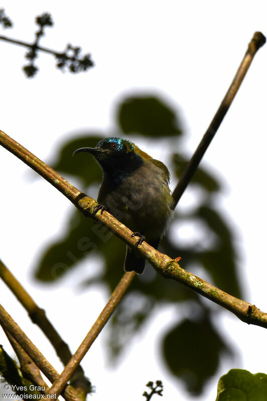 Blue-headed Sunbird
