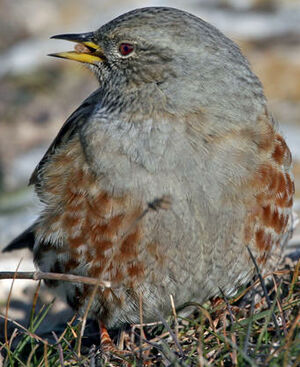 Accenteur alpin