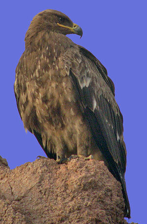 Aigle des steppes 
&copy; Yves Thonnerieux